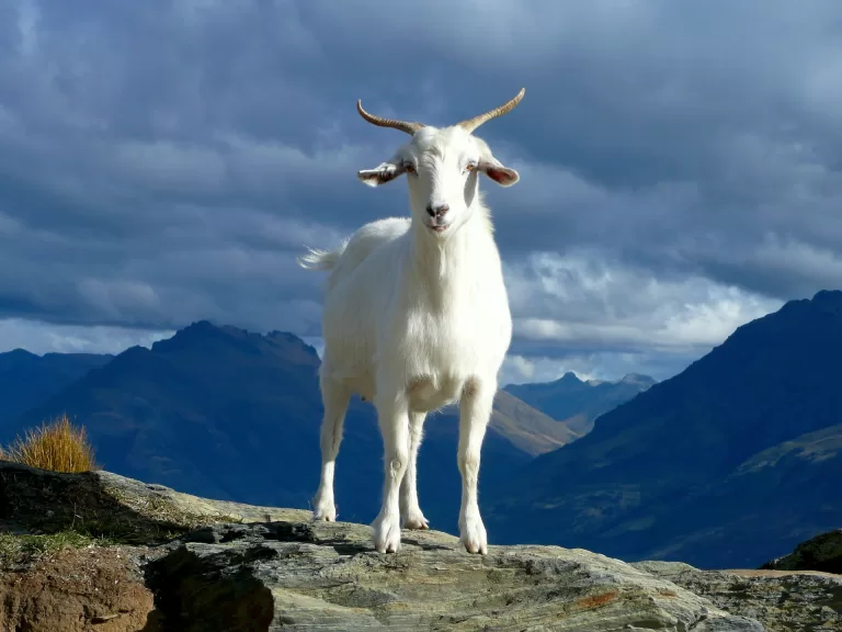 a goat on a hill